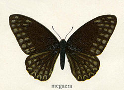  Graphium megaera