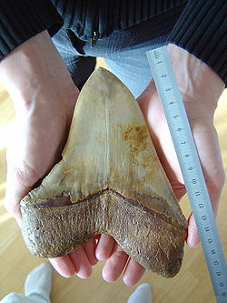  Dent fossilisée de Megalodon, provenant du désert d'Atacama au Chili