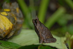  Megophrys stejnegeri