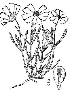  Melampodium leucanthum