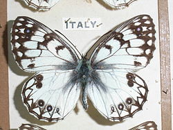  Melanargia arge