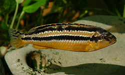 Melanochromis auratus (femelle)