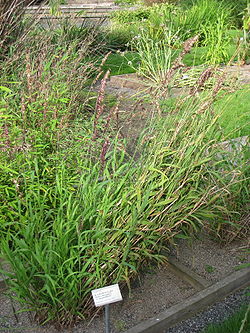  Melica altissima 'Atropurpurea' 