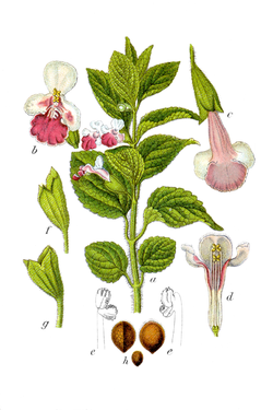 Melittis melissophyllum