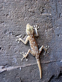  Ptyodactylus guttatus