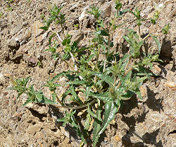  Mentzelia involucrata