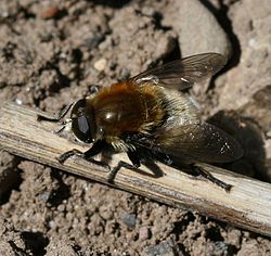  Merodon equestris mâle