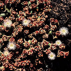  Mesembryanthemum crystallinum