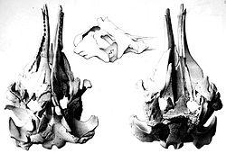  Crâne de Diaphorocetus poucheti,pour la description originalepar Francisco Moreno en 1892
