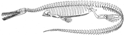 Squelette de Mesosaurus