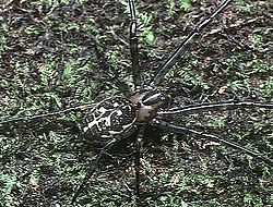   Metleucauge chikunii