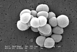  Micrococcus luteus vus en microscopie électronique à balayage
