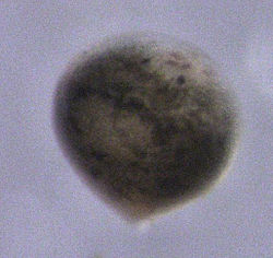  Microdalyellia sp. (1 mm)