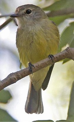  Microeca flavigaster flavigaster