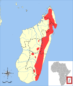 Répartition de Microgale dobsoni