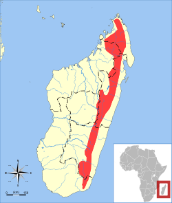 Répartition de Microgale drouhardi