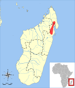 Répartition de Microgale dryas