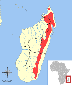 Répartition de Microgale fotsifotsy