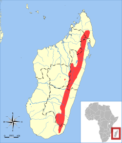 Répartition de Microgale gracilis