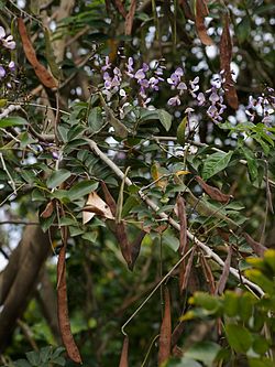 Millettia thonningii