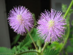  fleurs de Mimosa pudica