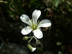  Minuartia laricifolia