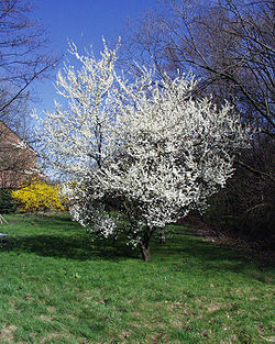  Prunus domestica subsp. syriaca