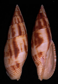   Mitra eremitarum