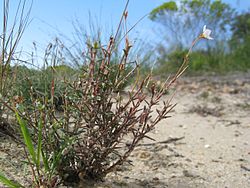 Mitrasacme polymorpha