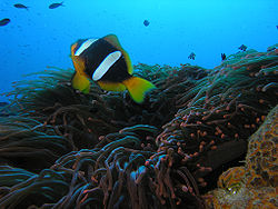  Amphiprion latifasciatus