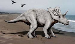  Reconstitution d'un Mojoceratops perifania