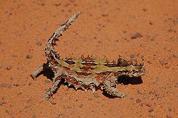 Dragon cornu (Moloch horridus) au centre