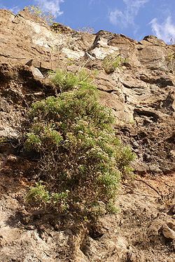 Bois de paille-en-queueaccroché à la falaise du Littoral, au nord de l'île de La Réunion.