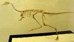  Squelette de Mononykus