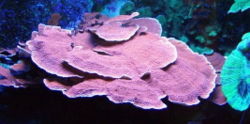  Montipora sp.