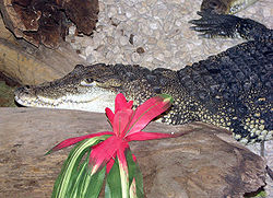  Crocodile de Morelet ou Crocodile d'Amérique centrale