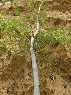  Moringa hildebrandtii