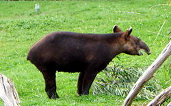  Tapirus pinchaque