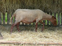 Mouton solognot (3).JPG