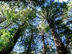  Séquoïas à Muir Woods, Californie