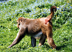 alt=Un mâle dominant Macaca mulatta (Photo Bernard Thierry).