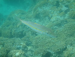  Mulloidichthys vanicolensis