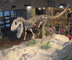  Moulage du squelette d'un Torvosaurus tanneri.