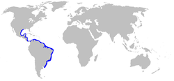 Mustelus higmani distmap.png