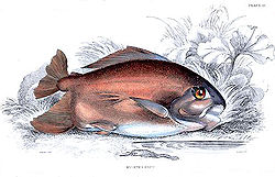  Myleus pacu, gravure extraitede William Jardine,Fishes of British Guiana, 1843
