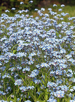  Myosotis arvensis