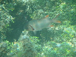  Myripristis violacea