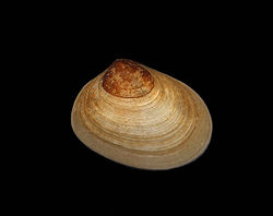 Mysella bidentata