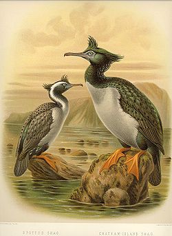 À gauche, un Cormoran moucheté,à droite, un Cormoran de Featherston. Illustration de John Gerrard Keulemans.