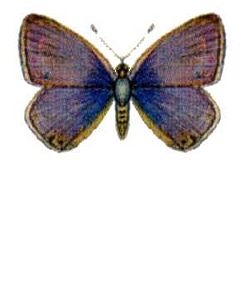  Nacaduba biocellata biocellata mâle